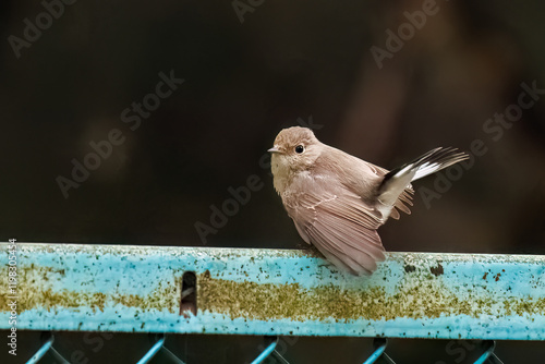 羽ばたき飛び出す、尻尾が可愛いニシオジロビタキ（ヒタキ科）
英名学名：Red-breasted flycatcher (Ficedula parva)
東京都大田区、多摩川台公園 2025年
 photo