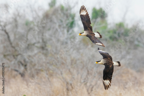 USA, South Texas. Laguna Seca, crested caracara pair