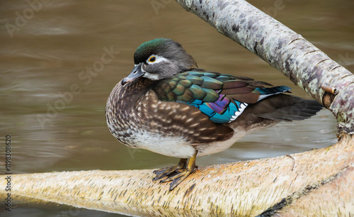 Canada, British Columbia, Boundary Bay, wood duck hen resting photo