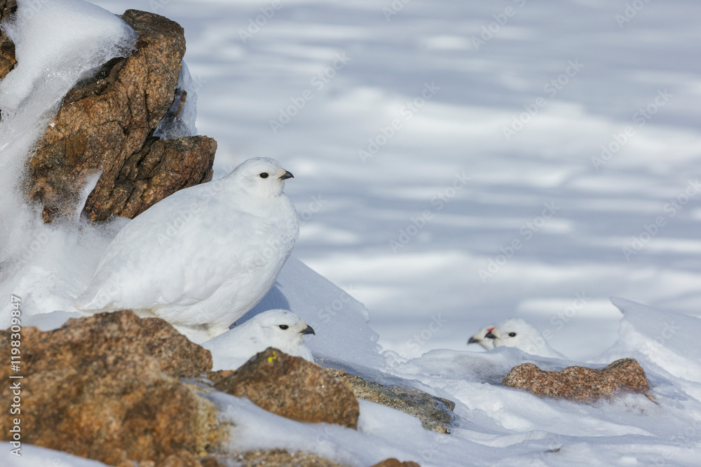Color stock image of White-tailed ptarmigan Color stock image of White-tailed ptarmigan
