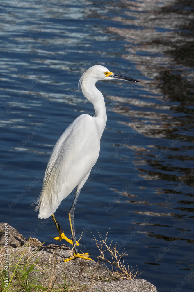Snowy egret Snowy egret