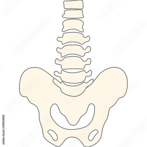 anatomy human bone and muscles