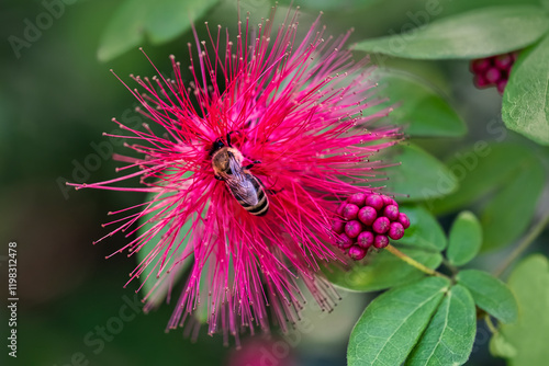 Honey bee on a Red Powderpuff flower photo