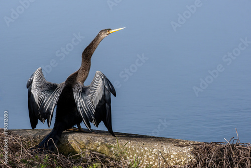 Female anhinga photo