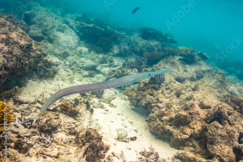 French Polynesia, Rangiroa Atoll. Long trumpetfish close-up. photo