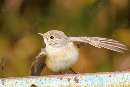 羽ばたき飛び出す、尻尾が可愛いニシオジロビタキ（ヒタキ科）
英名学名：Red-breasted flycatcher (Ficedula parva)
東京都大田区、多摩川台公園 2025年
 photo