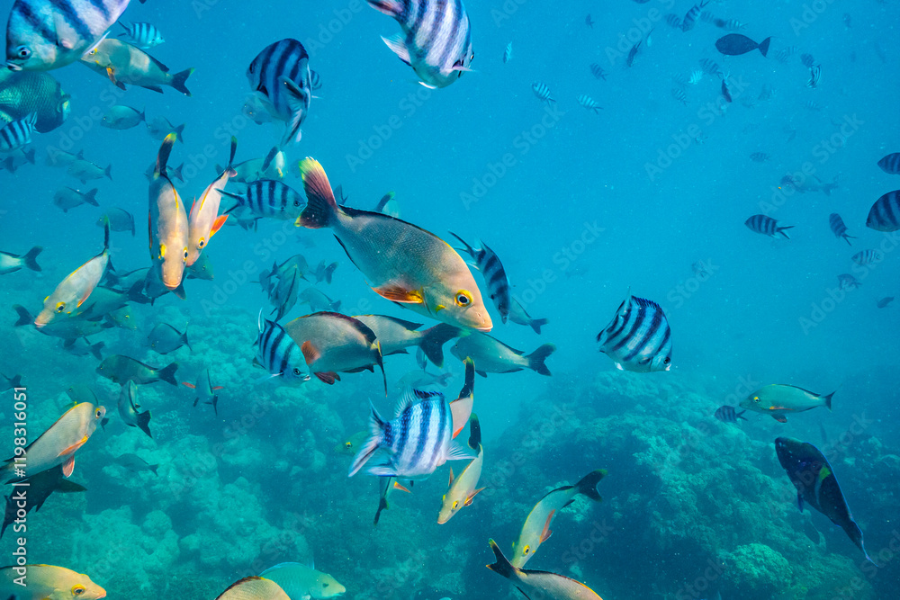 Fototapeta premium French Polynesia, Rangiroa Atoll. The Aquarium, variety of fish underwater.