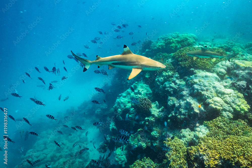 French Polynesia, Rangiroa Atoll. The Aquarium, Scissortail sergeants and blacktip reef sharks underwater.