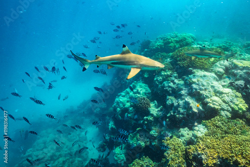 Obraz na płótnie French Polynesia, Rangiroa Atoll. The Aquarium, Scissortail sergeants and blacktip reef sharks underwater. w salonie