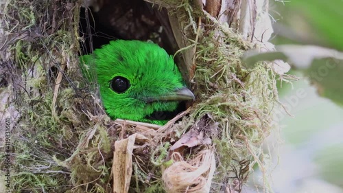 Nature wildlife Whitehead's Broadbill bird endemic of Borneo on nesting