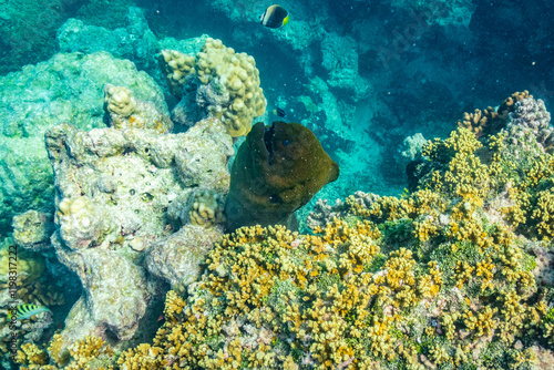 French Polynesia, Rangiroa Atoll. The Aquarium, Giant moray eel head and coral. photo