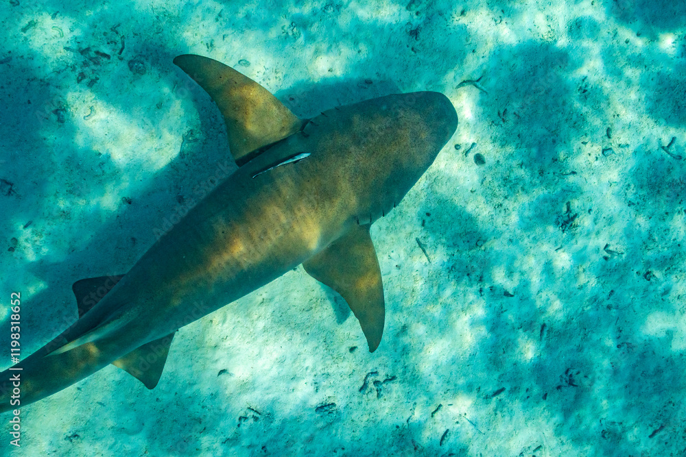 Fototapeta premium French Polynesia, Rangiroa Atoll. Close-up of nurse shark underwater.
