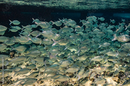 French Polynesia, Tikehau Atoll. School of fish underwater. photo