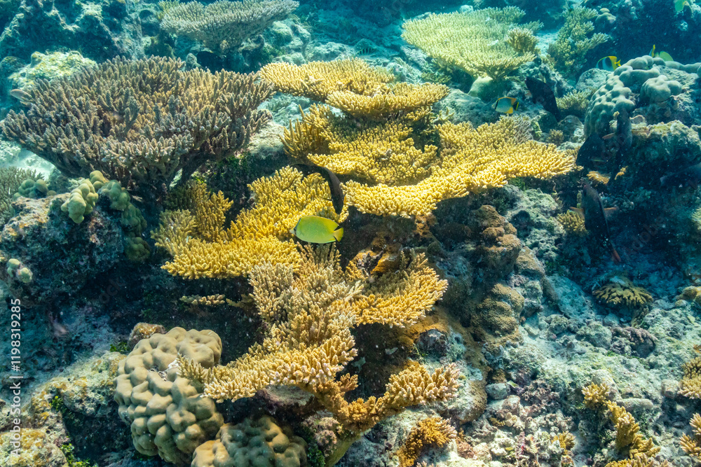 Obraz premium French Polynesia, Tikehau Atoll. Coral garden and fish underwater.