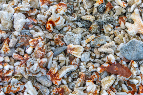 French Polynesia, Rangiroa Atoll. Coral on beach. photo