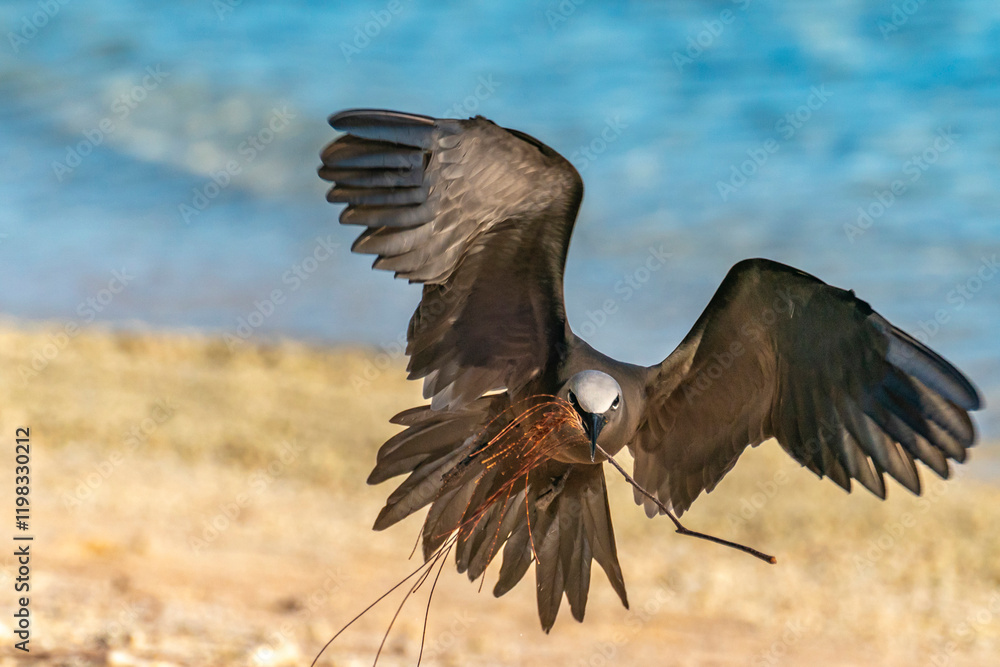 Naklejka premium French Polynesia, Tikehau Atoll. Brown noddy takes flight with nest material.