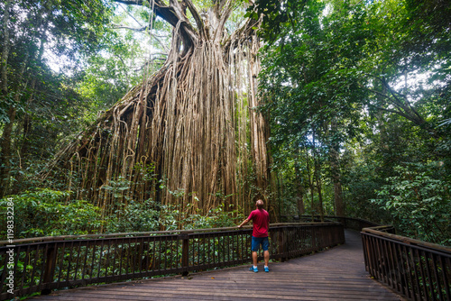 Man looking up to a tall fig tree, Queensland, Australia photo