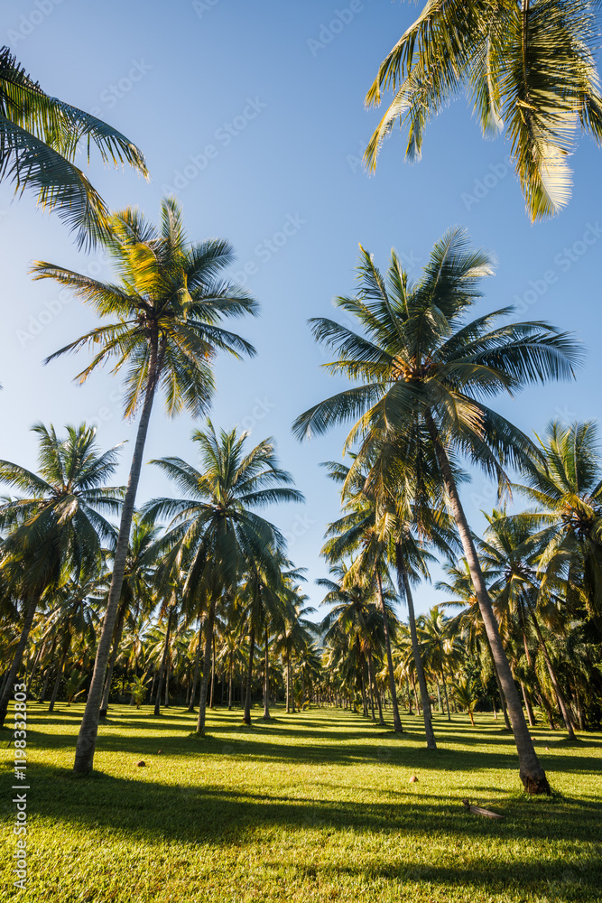 Palm tree plantation, Queensland, Australia Palm tree plantation, Queensland, Australia