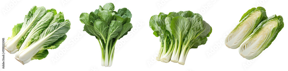 Fresh Bok Choy and Napa Cabbage Varieties Isolated on White Background on transparent background Fresh Bok Choy and Napa Cabbage Varieties Isolated on White Background on transparent background