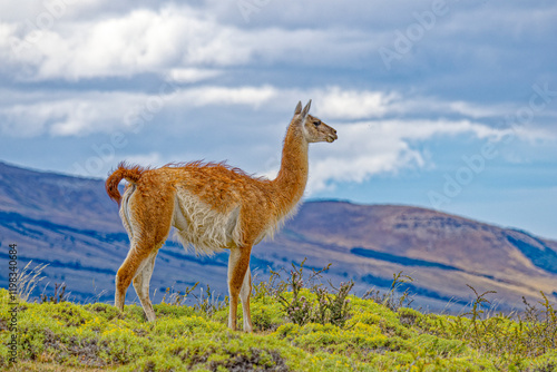 Принти на полотні Chile, Torres del Paine National Park