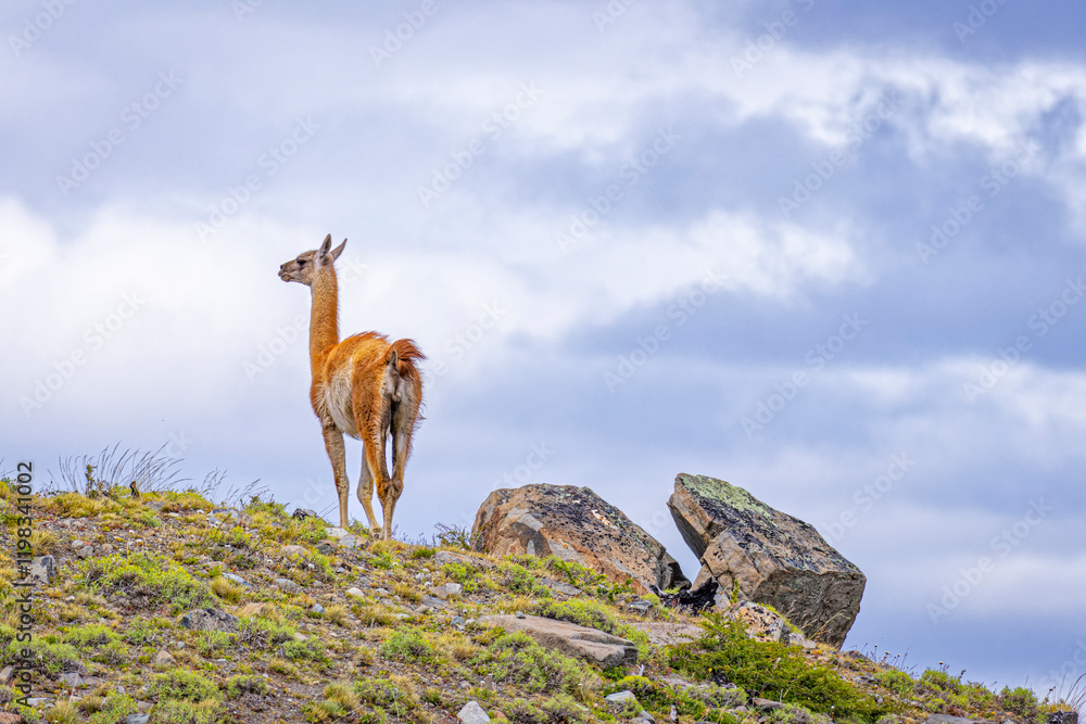 Chile, Torres del Paine National Park. Rear view of guanaco atop hill.