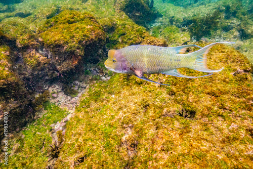 Ecuador, Galapagos National Park, Floreana Island, Post Office Bay. Mexican hogfish close-up. photo