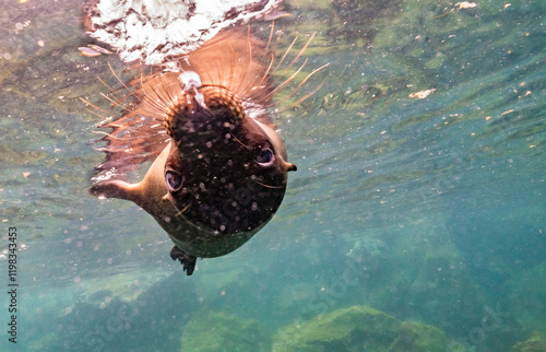 Ecuador, Galapagos National Park, Isla Lobos. Galapagos sea lion blowing bubbles. photo