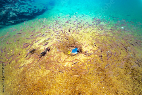 Ecuador, Galapagos National Park, Bartolome Island. Yellow-tailed surgeonfish amid school of fish. photo