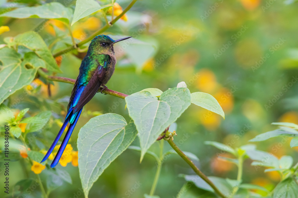 Fototapeta premium Violet-tailed sylph, a vividly stunning hummingbird at home in the cloud forest of Ecuador