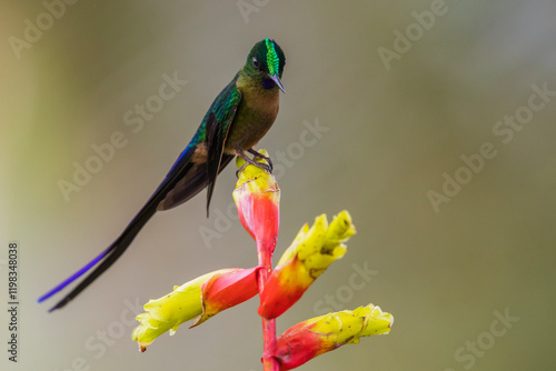 Картината върху платно Violet-tailed sylph, perched on heliconia blooms, cloud forest of Ecuador