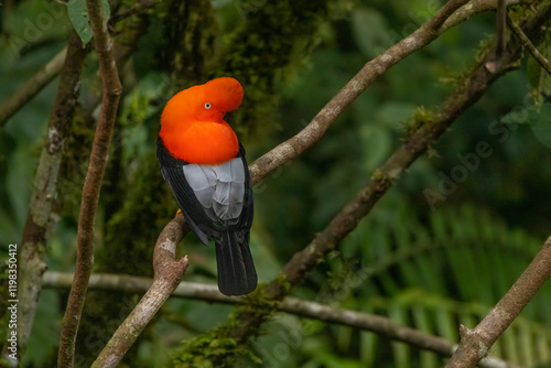 Obraz na płótnie Peru. Male cock-of-the-rock bird in Amazon jungle. w salonie