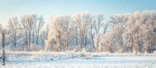 Wallpaper Mural Winter Wonderland: A Snowy Forest Torontodigital.ca