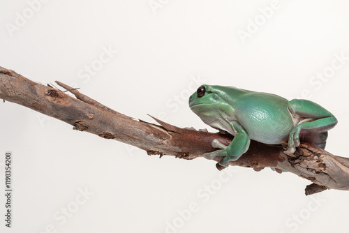 Australian Green Tree Frog (Ranoidea cerulean) on a white background.	 photo