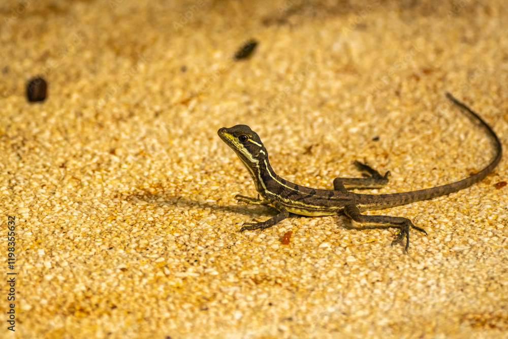 Obraz premium Costa Rica, Parque Nacional Carara. Young common basilisk close-up.