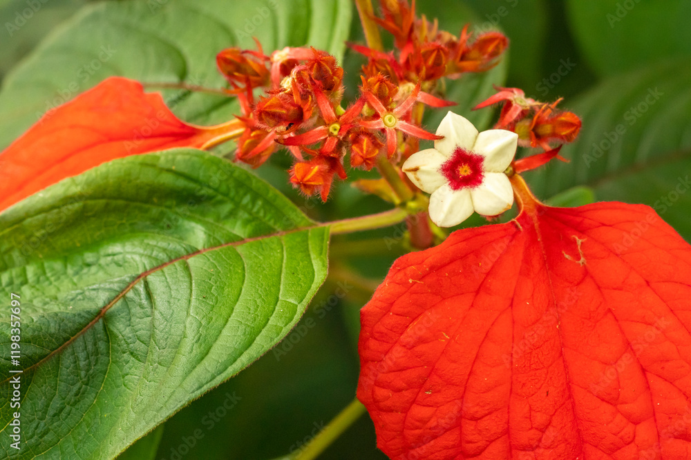 Costa Rica, San Jose. Poinsettia flowers close-up. Costa Rica, San Jose. Poinsettia flowers close-up.
