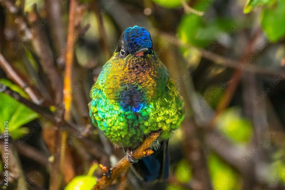 Obraz premium Costa Rica, Cordillera de Talamanca. Fiery-throated hummingbird close-up.