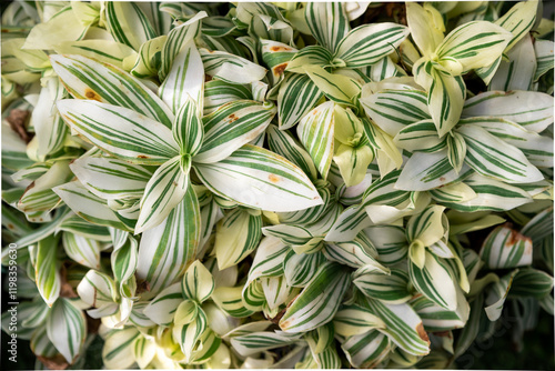 Close-up of Tradescantia zebrina plants with vibrant green, purple, and cream variegated leaves, showing a lush, dense pattern photo