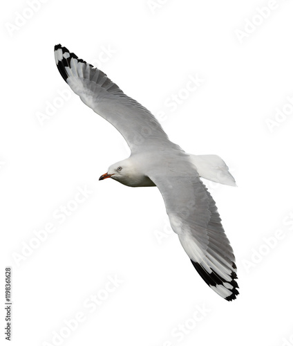 The silver gull (Chroicocephalus novaehollandiae) in flight on a isolated background.