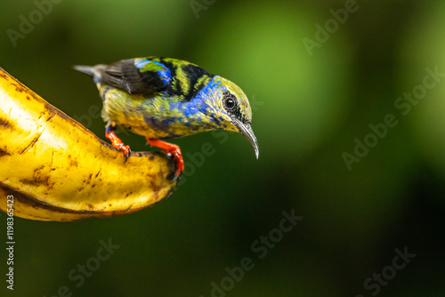 Costa Rica. Immature male red-legged honeycreeper on banana. photo