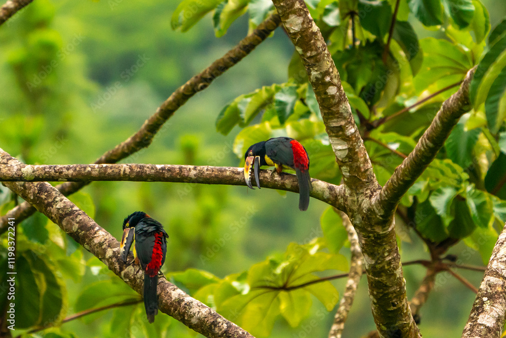 Costa Rica, Arenal Observatory. Collared aracaris in tree.