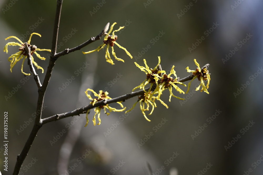 春一番に咲く花