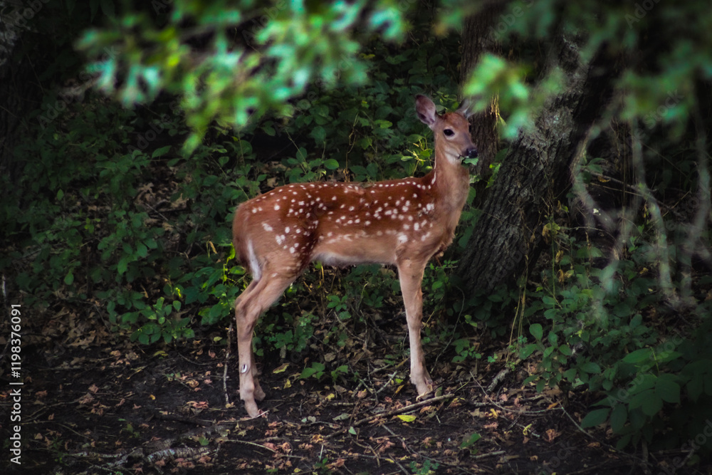 Fototapeta premium a beautiful deer baby fawn calf with spots munching leaves in the forest blurred woodland background nature story book fairytale scene
