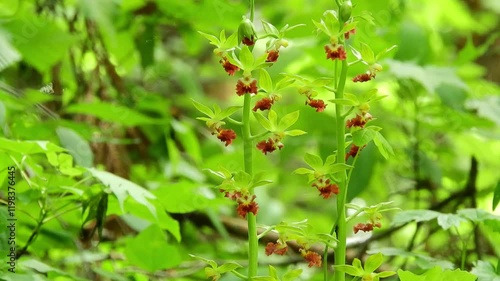 【山野草・ラン】サルメンエビネ（猿面海老根）：Calanthe tricarinata　240511-1
 photo