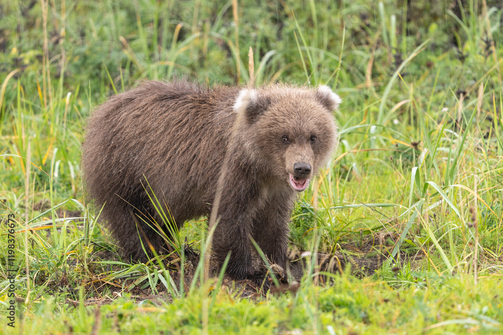 USA, Alaska, Lake Clark National Park. Grizzly bear cub close-up. USA, Alaska, Lake Clark National Park. Grizzly bear cub close-up.