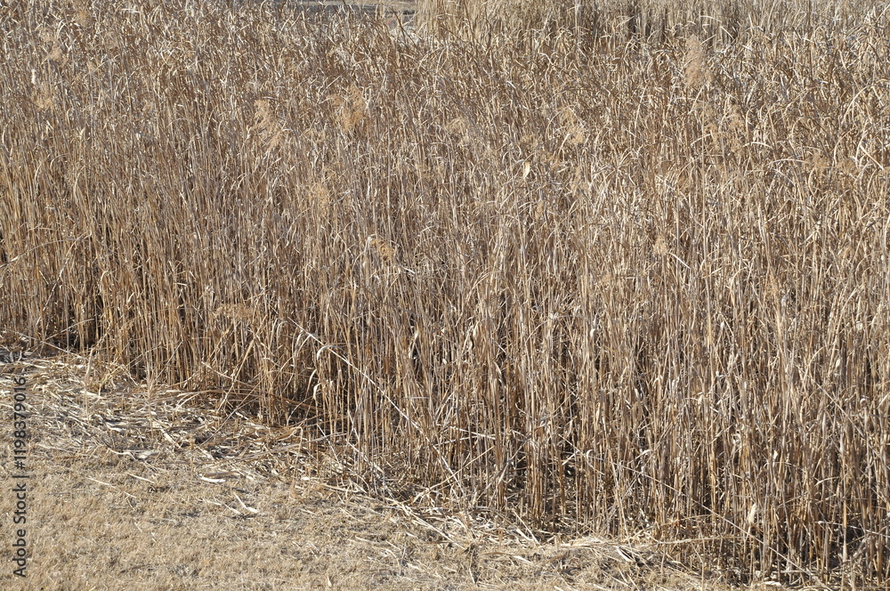 Fototapeta premium 枯れ草