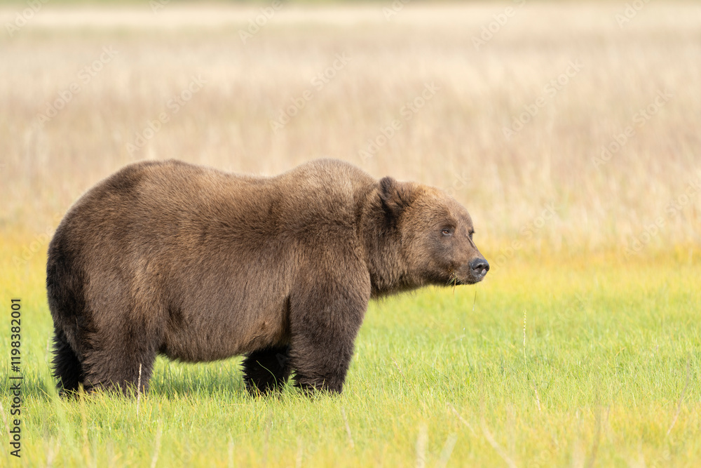 USA, Alaska, Lake Clark National Park. Grizzly bear male in meadow. USA, Alaska, Lake Clark National Park. Grizzly bear male in meadow.