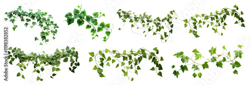 Plant leaf vine png cut out element set, transparent background