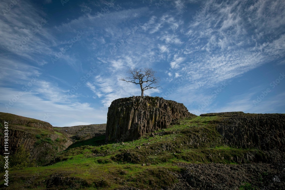 tree in the mountains