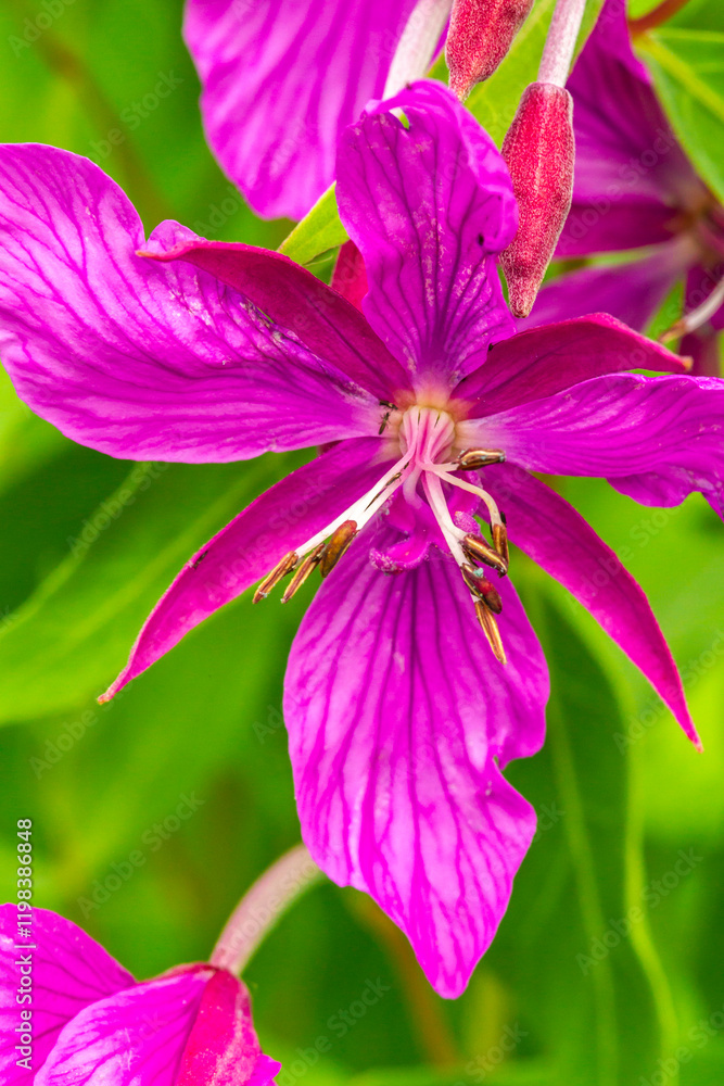USA, Alaska, Glacier Bay National Park. Close-up of pink wildflower. USA, Alaska, Glacier Bay National Park. Close-up of pink wildflower.