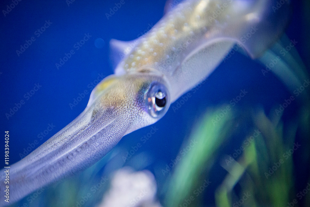 close up of a fish